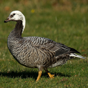 Juvenile molting into breeding plumage.